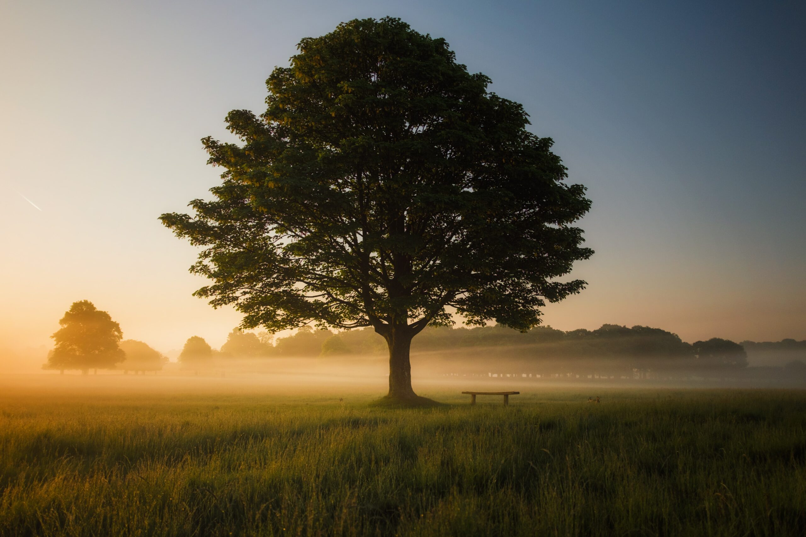 Large tree with a bench beneath it